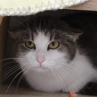 Cerise, chatte à adopter