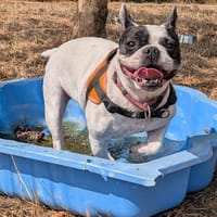 ROKIAH, chienne à adopter