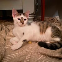 Bowie, chat à adopter