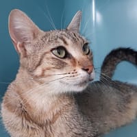 Spiruline, chatte à adopter