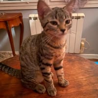 bulle, chatte à adopter