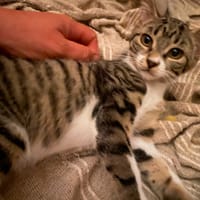 beryl, chatte à adopter