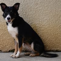 bounty, chienne à adopter