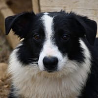 Little, chien à adopter