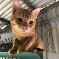NOXY, chat à adopter
