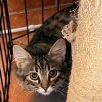 BAIE D OR, chatte à adopter