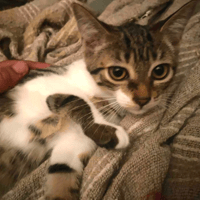bloom, chatte à adopter
