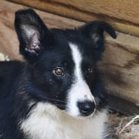 Birty, chien à adopter