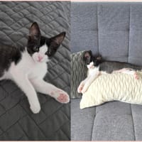 Berlioz, chat à adopter