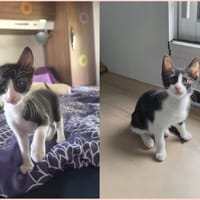 BELLA, chatte à adopter