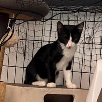 BEREN, chat à adopter