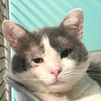 ICHABOD, chat à adopter