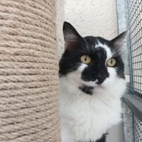 Smoothy, chat à adopter