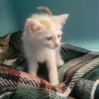 Rick, chat à adopter