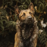 TIGER, chien à adopter