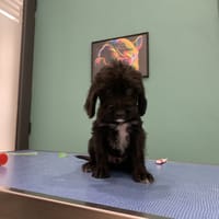 BERLIOZ, chien à adopter