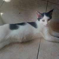 BARBIE, chatte à adopter