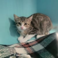 Chris, chat à adopter