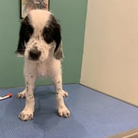 BALBOA, chien à adopter