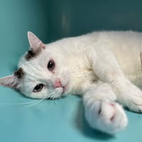 DEMBELE, chat à adopter