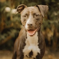 Chance, chien à adopter