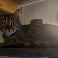 WOOKIE, chat à adopter