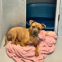 ULYSSE, chien à adopter