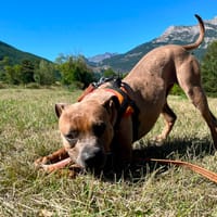 ULYSSE, chien à adopter