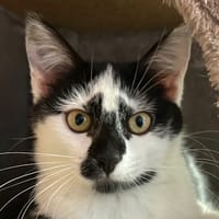 Mateta, chatte à adopter