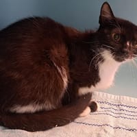 OCHOA, chatte à adopter