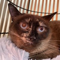 OSAKA, chatte à adopter