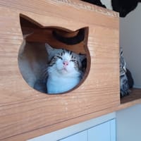 Pixel, chat à adopter