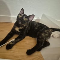 BAGHARA, chatte à adopter