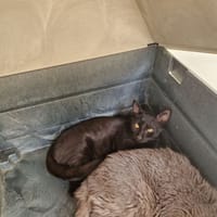 KLEBER, chat à adopter