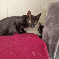 MONCEAU, chat à adopter