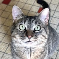 Zadig, chat à adopter