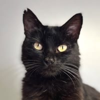 Zigga, chatte à adopter