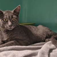 TINOU, chatte à adopter
