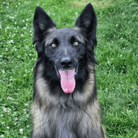 ANDY, chienne à adopter