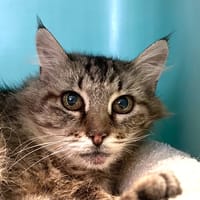 DEETZ, chatte à adopter