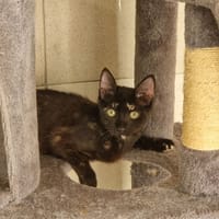 AMBROISE, chatte à adopter