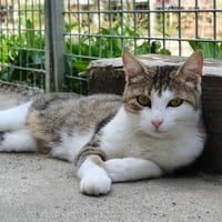 Valentine, chatte à adopter