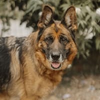 ADELE, chienne à adopter
