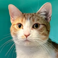 Kiara, chatte à adopter