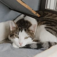 ORION, chat à adopter