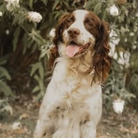 MUSCA, chien à adopter