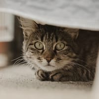 RIGA, chatte à adopter