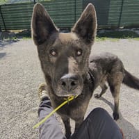 DARKOS, chien à adopter