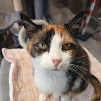 PEEWEE, chatte à adopter