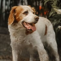 LANZO, chien à adopter